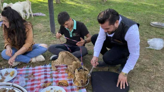 Çekmeköy'de yavru aslan ve ayıya şark sofrası kuruldu