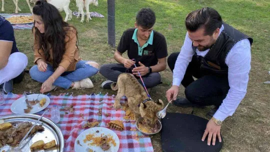 Çekmeköy'de yavru aslan ve ayıya şark sofrası kuruldu