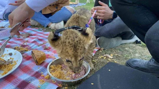 Çekmeköy'de yavru aslan ve ayıya şark sofrası kuruldu