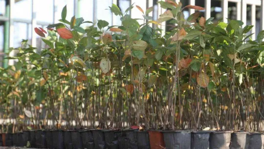 Çiftçilere 'süper meyve' fidanı dağıtıldı