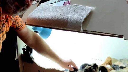 Cins kedisi tek seferde 10 tane yavruladı, büyük sevinç yaşadı