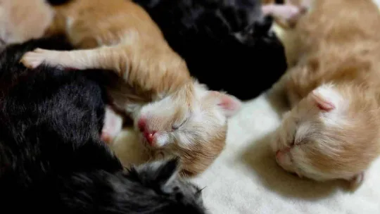 Cins kedisi tek seferde 10 tane yavruladı, büyük sevinç yaşadı