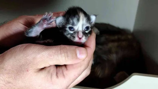 Cins kedisi tek seferde 10 tane yavruladı, büyük sevinç yaşadı