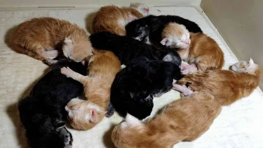 Cins kedisi tek seferde 10 tane yavruladı, büyük sevinç yaşadı