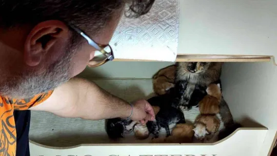 Cins kedisi tek seferde 10 tane yavruladı, büyük sevinç yaşadı