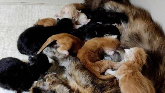 Cins kedisi tek seferde 10 tane yavruladı, büyük sevinç yaşadı