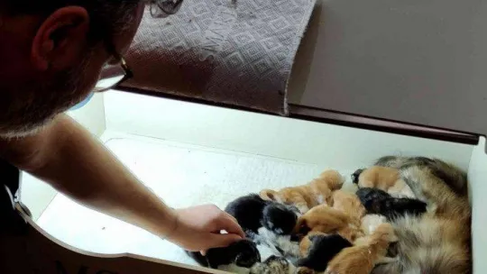 Cins kedisi tek seferde 10 tane yavruladı, büyük sevinç yaşadı