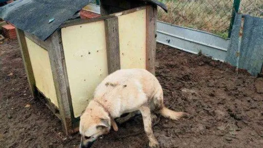 Çitlere zarar veren köpeğini sopayla dövdü