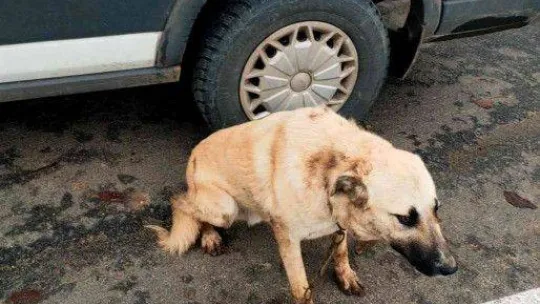 Çitlere zarar veren köpeğini sopayla dövdü