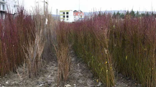 Coğrafi işaret tescilli Lapseki şeftalisinin fidanı da ihraç ediliyor