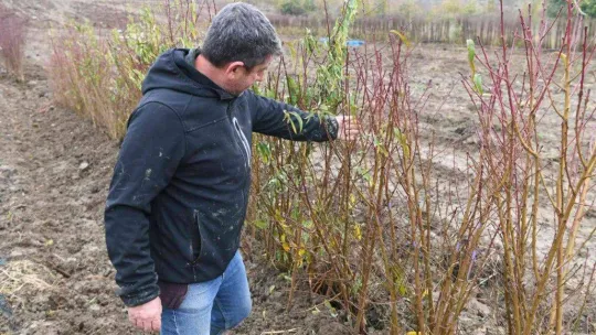 Coğrafi işaret tescilli Lapseki şeftalisinin fidanı da ihraç ediliyor