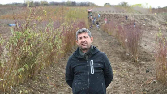 Coğrafi işaret tescilli Lapseki şeftalisinin fidanı da ihraç ediliyor