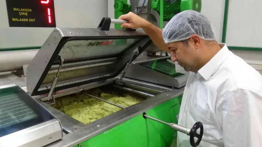 Daha kaliteli zeytinyağı için erken hasat