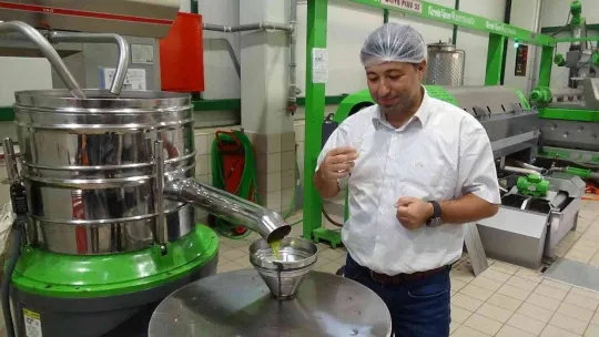 Daha kaliteli zeytinyağı için erken hasat