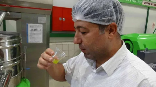 Daha kaliteli zeytinyağı için erken hasat