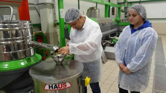 Daha kaliteli zeytinyağı için erken hasat