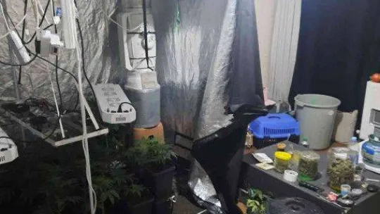 Dairelerine düzenek kurup uyuşturucu yetiştiren zehir tacirlerine operasyon: 138 gözaltı