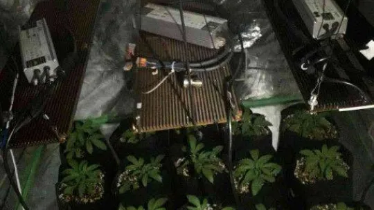 Dairelerine düzenek kurup uyuşturucu yetiştiren zehir tacirlerine operasyon: 138 gözaltı