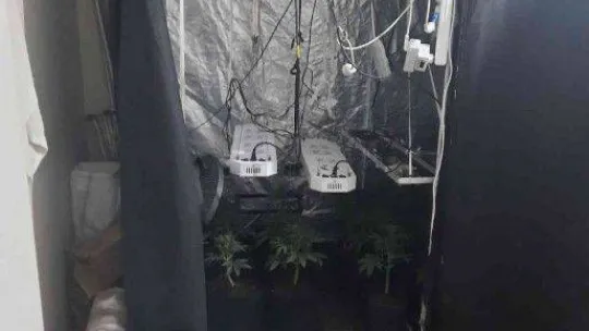 Dairelerine düzenek kurup uyuşturucu yetiştiren zehir tacirlerine operasyon: 138 gözaltı