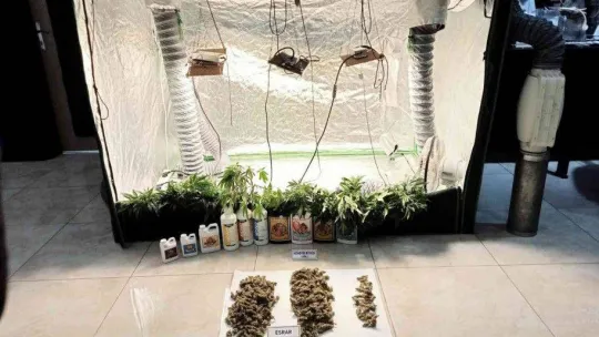 Dairelerine düzenek kurup uyuşturucu yetiştiren zehir tacirlerine operasyon: 138 gözaltı