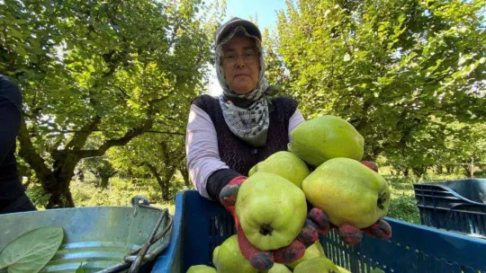 Dalların altın sarısında hasat zamanı: Dünyada rakibi yok