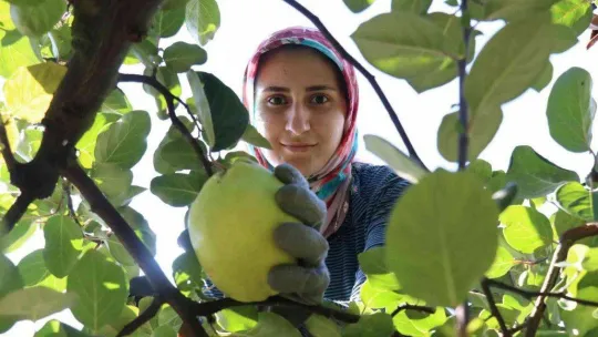 Dalların altın sarısında hasat zamanı: Dünyada rakibi yok