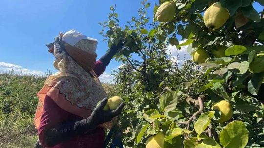 Dalların altın sarısında hasat zamanı: Dünyada rakibi yok