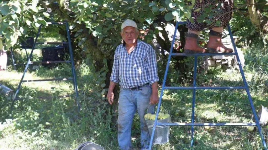 Dalların altın sarısında hasat zamanı: Dünyada rakibi yok