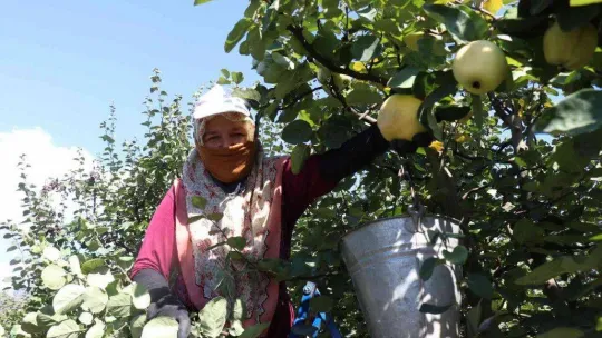 Dalların altın sarısında hasat zamanı: Dünyada rakibi yok