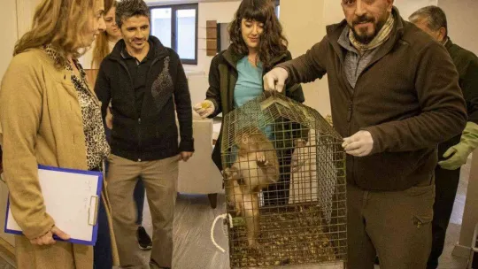 Davetsiz misafir makak maymunu koruma altında