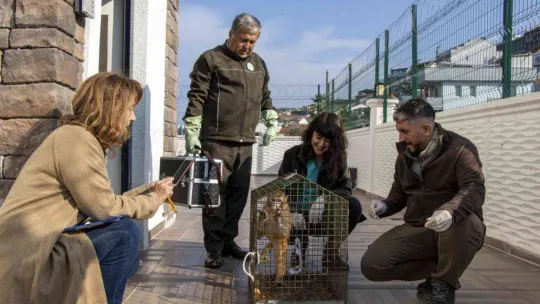 Davetsiz misafir makak maymunu koruma altında