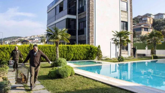 Davetsiz misafir makak maymunu koruma altında