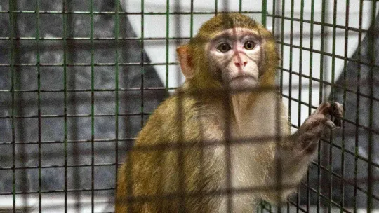 Davetsiz misafir makak maymunu koruma altında