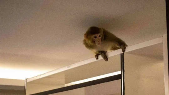 Davetsiz misafir makak maymunu koruma altında