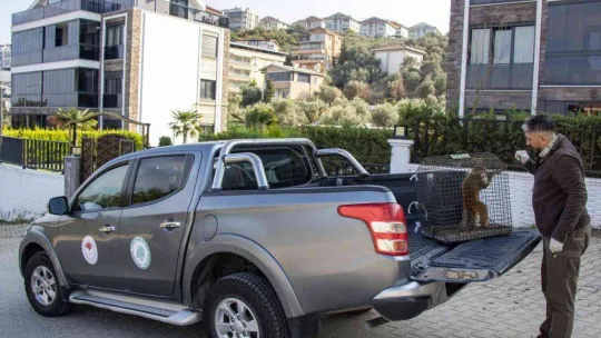 Davetsiz misafir makak maymunu koruma altında