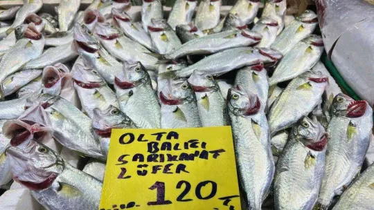 Denizlerde çinekop ve sarı kanat akını