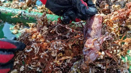 Denizlerden 5 futbol sahası büyüklüğünde hayalet ağ çıkarıldı