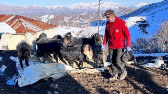 Depremin 17. gününde 25 hayvan enkaz altından sağ çıkarıldı