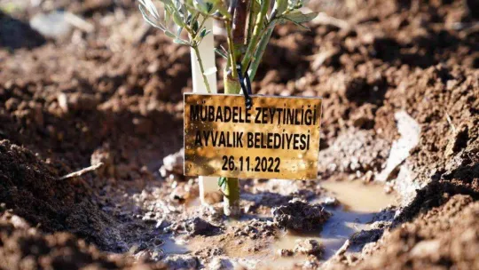 Dünya Zeytin Ağacı Günü'nde zeytin diktiler