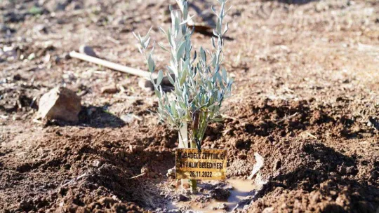 Dünya Zeytin Ağacı Günü'nde zeytin diktiler