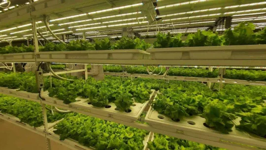 Dünyanın 2'nci dikey tarım merkezi, Tarım ve Orman Bakanı Vahit Kirişci tarafından İstanbul'da açıldı