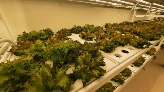 Dünyanın 2'nci dikey tarım merkezi, Tarım ve Orman Bakanı Vahit Kirişci tarafından İstanbul'da açıldı