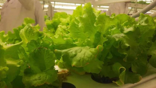 Dünyanın 2'nci dikey tarım merkezi, Tarım ve Orman Bakanı Vahit Kirişci tarafından İstanbul'da açıldı