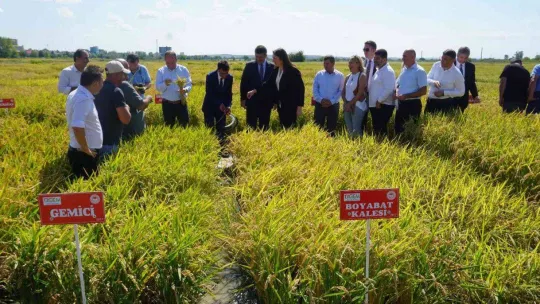 Edirne, çeltik üretiminde  Türkiye'de öncü