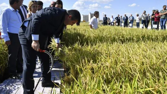 Edirne, çeltik üretiminde  Türkiye'de öncü
