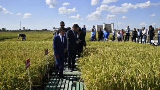 Edirne, çeltik üretiminde  Türkiye'de öncü