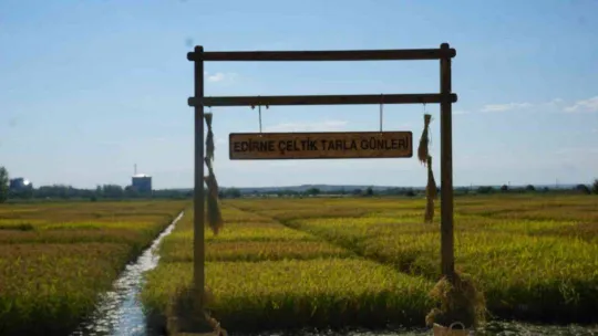 Edirne, çeltik üretiminde  Türkiye'de öncü