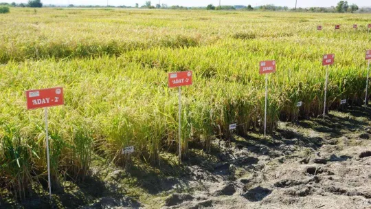 Edirne, çeltik üretiminde  Türkiye'de öncü