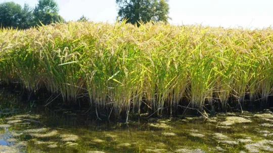Edirne, çeltik üretiminde  Türkiye'de öncü