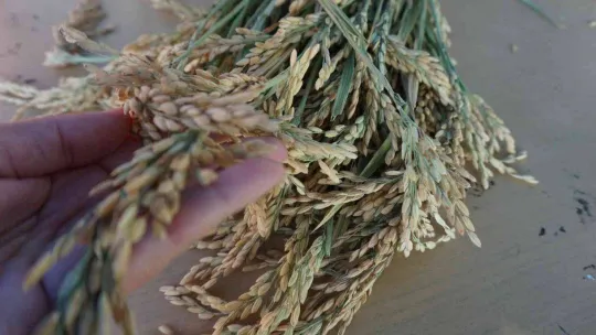 Edirne, çeltik üretiminde  Türkiye'de öncü